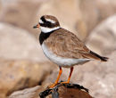 Ringed-Plover