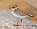Ringed-Plover - Juvenile