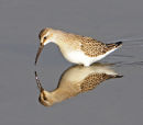 Curlew-Sandpiper