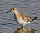 Curlew-Sandpiper