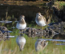 Pectoral-Sandpiper