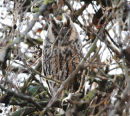 Long-Eared-Owl
