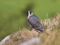 Peregrine (juv)