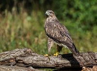 Buzzard