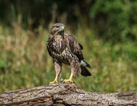 Buzzard