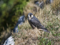 Peregrine (juv)