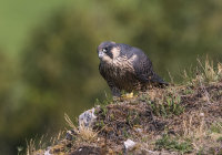 Peregrine (juv)