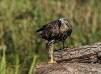 Buzzard