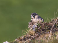 Peregrine (juv)