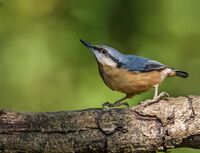 Nuthatch