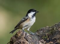 Coal-Tit