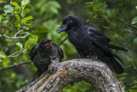 Carrion-Crows