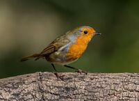 Robin