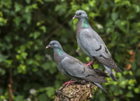 Stock-Doves