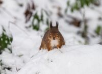Red-Squirrel