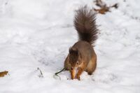 Red-Squirrel