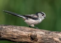 Long-tailed-Tit