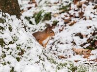 Red-Squirrel