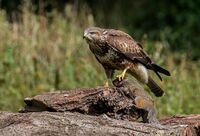 Buzzard
