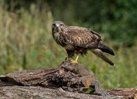 Buzzard