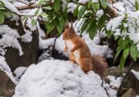 Red-Squirrel