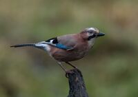 Jay