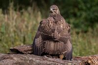 Buzzard