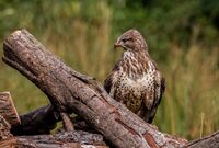 Buzzard