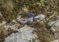 Peregrine