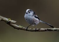 Long-tailed-Tit
