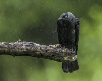 Jackdaw