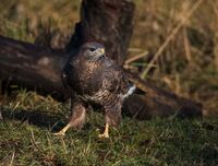 Buzzard