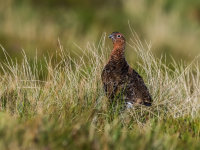 Red-Grouse {m}