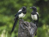 Magpies (juvs)