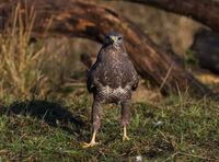 Buzzard