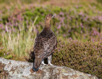 Red-Grouse (m)