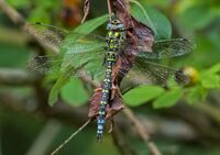 Southern-Hawker (m)