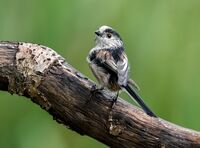 Long-tailed-Tit