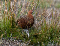 Red-Grouse (m)