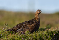 Red-Grouse (f)