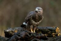 Buzzard