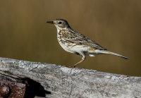 Meadow-Pipit