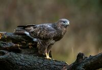 Buzzard