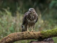 Buzzard