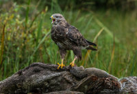 Buzzard