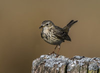 Meadow-Pipit