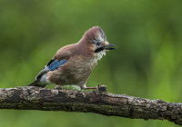 Jay