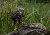 Buzzard