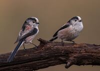 Long-tailed-Tits