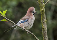 Jay